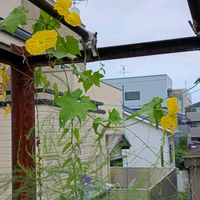 ヘチマ,ヘチマの花,糸瓜,ヘチマの雌花,ヘチマの雌花の画像