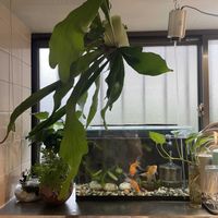 ポトス,ビカクシダ,コーヒーの木,ダバリア　ラビットフッド,多肉植物の画像