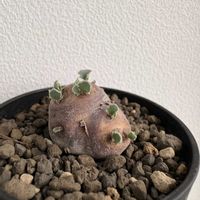 塊根植物,グランカクタス,稀少・激遅成長の画像