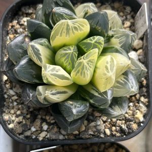 ハオルチア,ハオルチア　富岳,多肉植物,軟葉系ハオルチア,斑入り。の画像