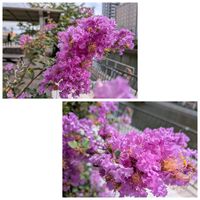 コンロンカ,お城,お祭り,植物大好き,平和を願う☆の画像