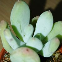桃美人,桃美人,多肉植物,その他部屋の画像