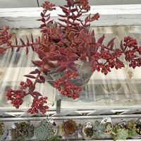 多肉植物,ガーデニング,植物のある暮らし,その他エクステリアの画像