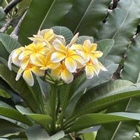 コンロンカ,コンロンカ,ハイビスカス,プルメリア,プルメリアの画像