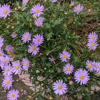 ブラキカム,ヤブラン,ブラキカム 星空マム,紫色の花の画像