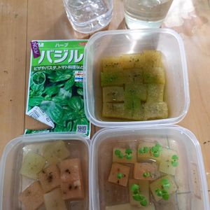 バジル,ハーブ,家庭菜園,ベランダの画像