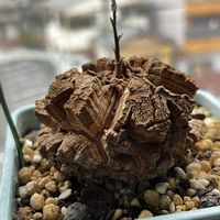 亀甲竜,なみへー(波平)一族の画像