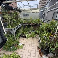 バンダ,ウスネオイデス,洋ランいろいろ,洋ラン,台風対策の画像