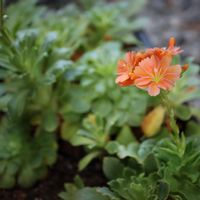 レウィシア,レウィシア,鉢植え,夏越しの画像