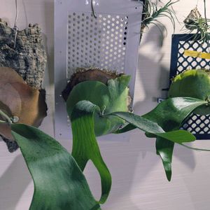 シダ植物,着生植物,珍奇植物,植物のある暮らし,植中毒の画像