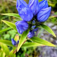 サワギキョウ,マルバルコウソウ,青紫蘇の花,エゾオヤマリンドウ(青紫),繋がりに感謝✨の画像