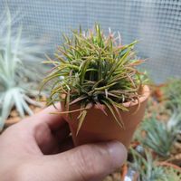 チランジア,ティランジア,イオナンタ　クレステッド,エアプランツ,植物のある暮らしの画像