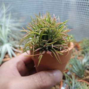 チランジア,ティランジア,イオナンタ　クレステッド,エアプランツ,植物のある暮らしの画像