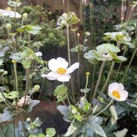 シュウメイギク,シュウメイギク,バラ,マイガーデン,薔薇♪の画像