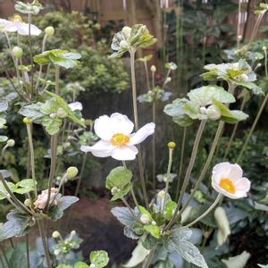 シュウメイギク,シュウメイギク,バラ,マイガーデン,薔薇♪の画像