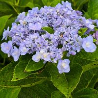 アジサイ,感謝,花のある暮らし,いつまでも,き　れ　い❤の画像