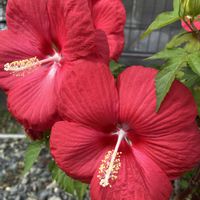 タイタンビカス,タイタンビカス イカロス,タイタンビカス　イリス,鉢植え,大きな花の画像