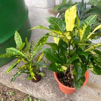 クロトン,観葉植物,ダイソー,ホームセンター,クロトンノキ属の画像