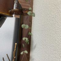 ハートカズラの画像