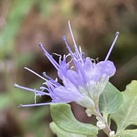アゲラタム,ハナシキブ,鉢植え,薄紫の花,癒しの薄紫の画像