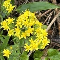 クチナシ,トモエシオガマ,ミヤマアキノキリンソウ,ヤマボウシの実,蔵王御田ノ神湿原の画像