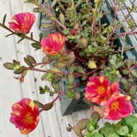 ポーチュラカ,花のある暮らし,おうち園芸の画像