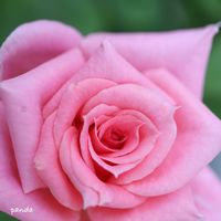 鉢植え,母の日のプレゼント,マクロレンズ,バラ・ミニバラ,canonの画像