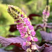 赤紫蘇の花,ハーブ,ピンクの花,庭の画像