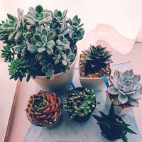 出窓,多肉狩り,ついつい購入,植中毒,モリモリにしたいの画像