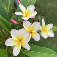 プルメリア,ミニカトレア,箱庭,洋ラン,南国植物の画像