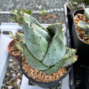 アロエ　金元宝,盆栽,多肉植物,エアープランツ/チランジア,庭の画像