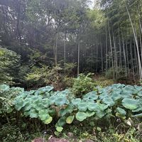 ハス,東山動植物園,東山植物園の画像