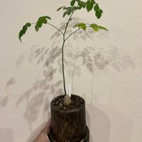 モリンガ,モリンガ,モリンガ･オレイフェラ,モリンガ･オレイフェラ,ワサビノキ(モリンガ)の画像