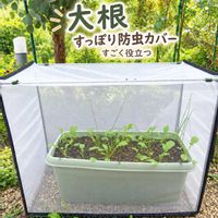 大根,プランター,おうち園芸,家庭菜園,庭の画像