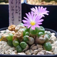 コノフィツム,C.ectypum SH466 Umdaus,C.minusculum S Montonsberg, below plateau,多肉植物,植物のある暮らしの画像