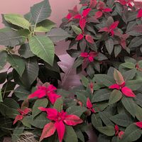 ポインセチア,プリンセチア,観葉植物,熱帯植物,植物のある暮らしの画像