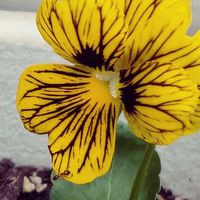 ビオラ,ビオラ タイガーアイ,祈る震災復興,開花,花のある暮らしの画像
