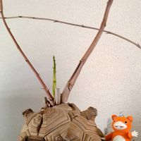 亀甲竜,ユーフォルビア飛竜,ユーフォルビア,ウルトラマン怪獣の画像