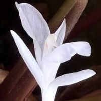 カラテア マコヤナ,ダイソー産,カラテア　マコヤナ　花,マコヤナKの画像