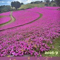 コキア,コキア,ペチュニア,ペチュニア,ペチュニア桃色吐息の画像
