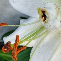 ユリ,ユリ,大好きな花,シルエット❤︎,風の中の画像