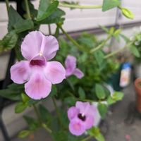 バーベナ,スーパートレニア カタリーナ ピンクリバー,寄植え,綺麗の画像