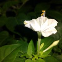 今日も元気で,キュンキュン乙女倶楽部,幸せの黄色いお花,もんもんチャン♡見守り隊,オシロイバナ愛好家友の会の画像
