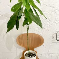 アボカド,観葉植物,種から,キキ　アボカドの画像