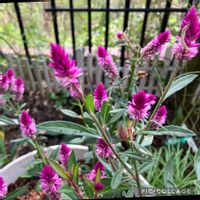セロシア(ノゲイトウ),観賞用トウガラシ　ブラックパール,花のある暮らし,セロシア,私の庭の画像