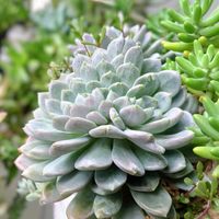 ビューティーリリー,ピンクジェニー,多肉植物,育てやすい多肉植物,多肉植物寄せ植えの画像