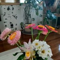 ウコン,ヒャクニチソウ,ポトス,モンステラ,ヘリクリサムの画像