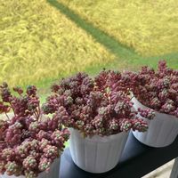 バラ,エケベリア,バラ、薔薇、ばら,多肉植物,多肉寄せ植えの画像