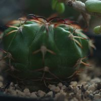 ハオルチア,多肉植物,観葉植物,塊根植物,サボテン科の画像