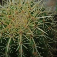 ハオルチア,多肉植物,観葉植物,塊根植物,サボテン科の画像